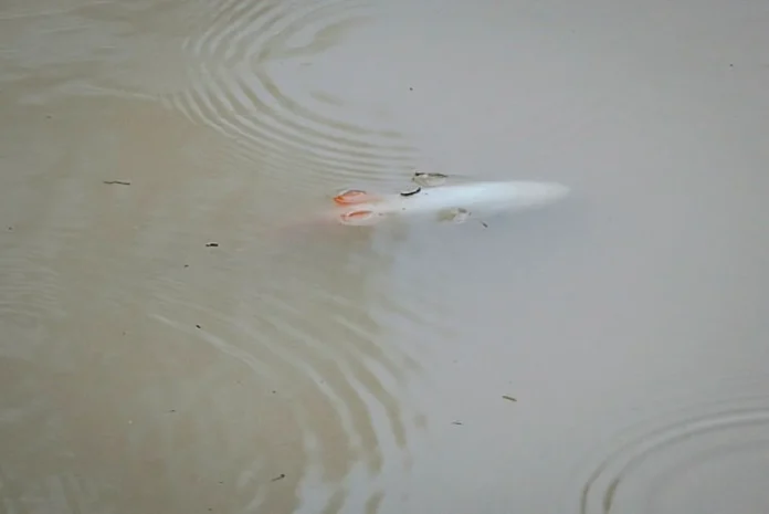 JAKOA to help Orang Asli fishermen claim compensation for river pollution