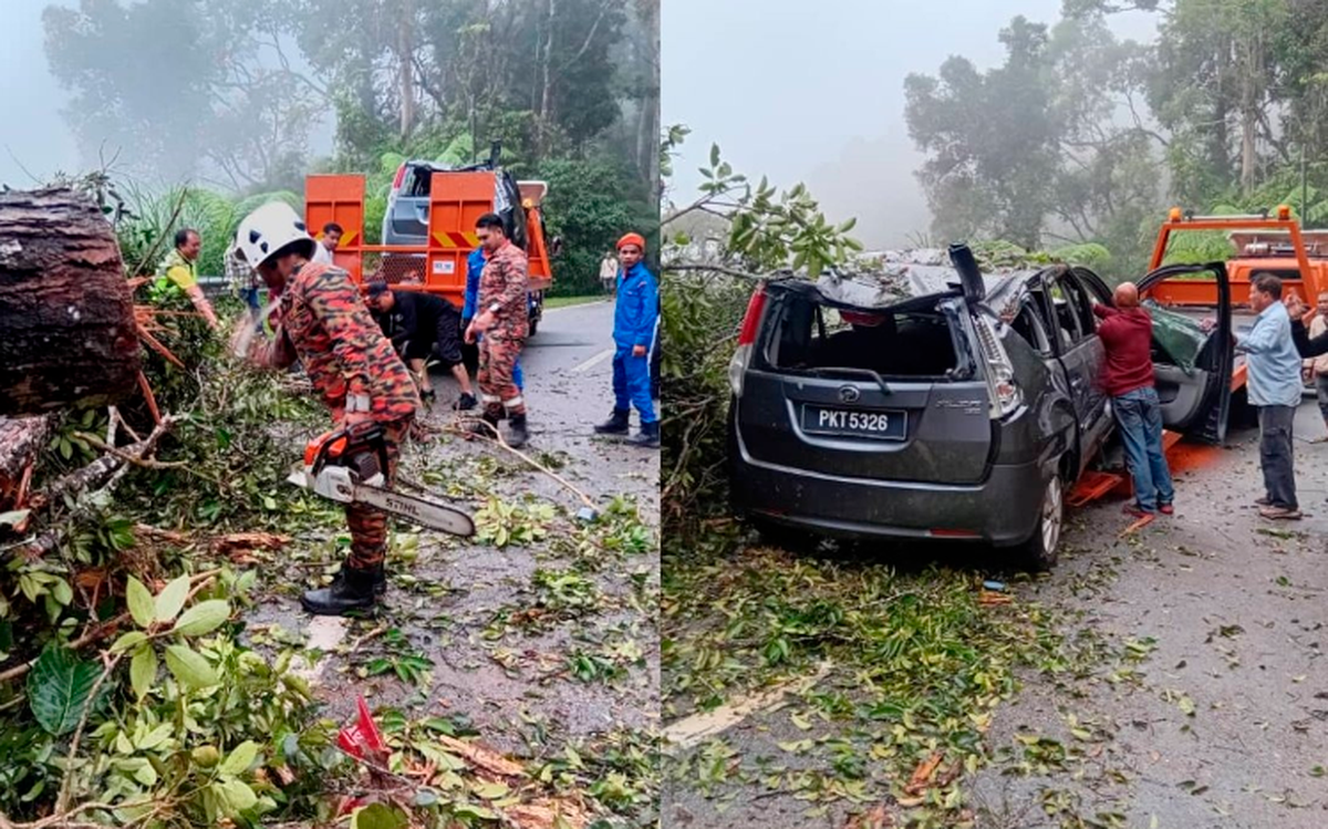 Foreign couple escapes with minor injuries after tree crushes car in Ringlet Foreign couple escapes with minor injuries after tree crushes car in Ringlet
