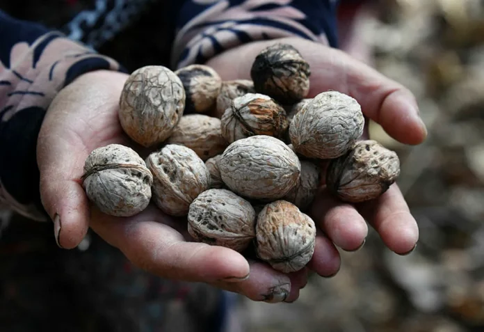 In Kyrgyzstan, world's largest natural walnut forest thins away