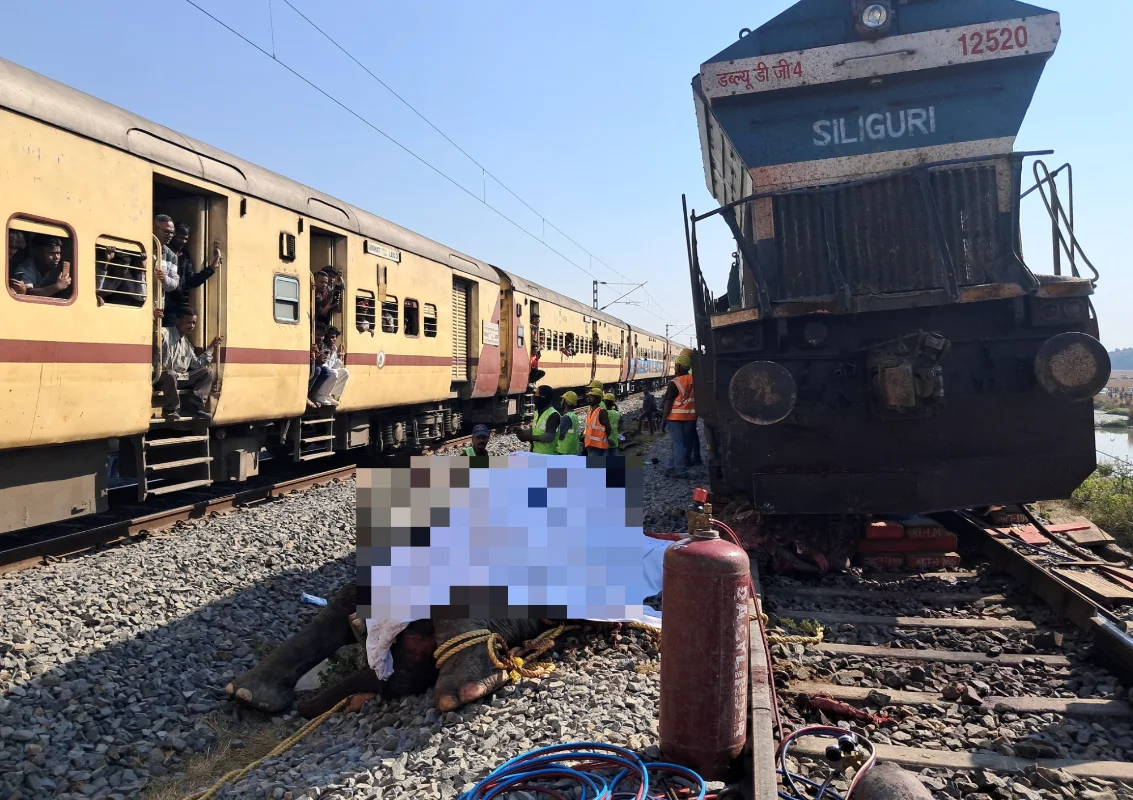 Seven elephants killed by train collision in India's Assam state Seven elephants killed by train collision in India's Assam state