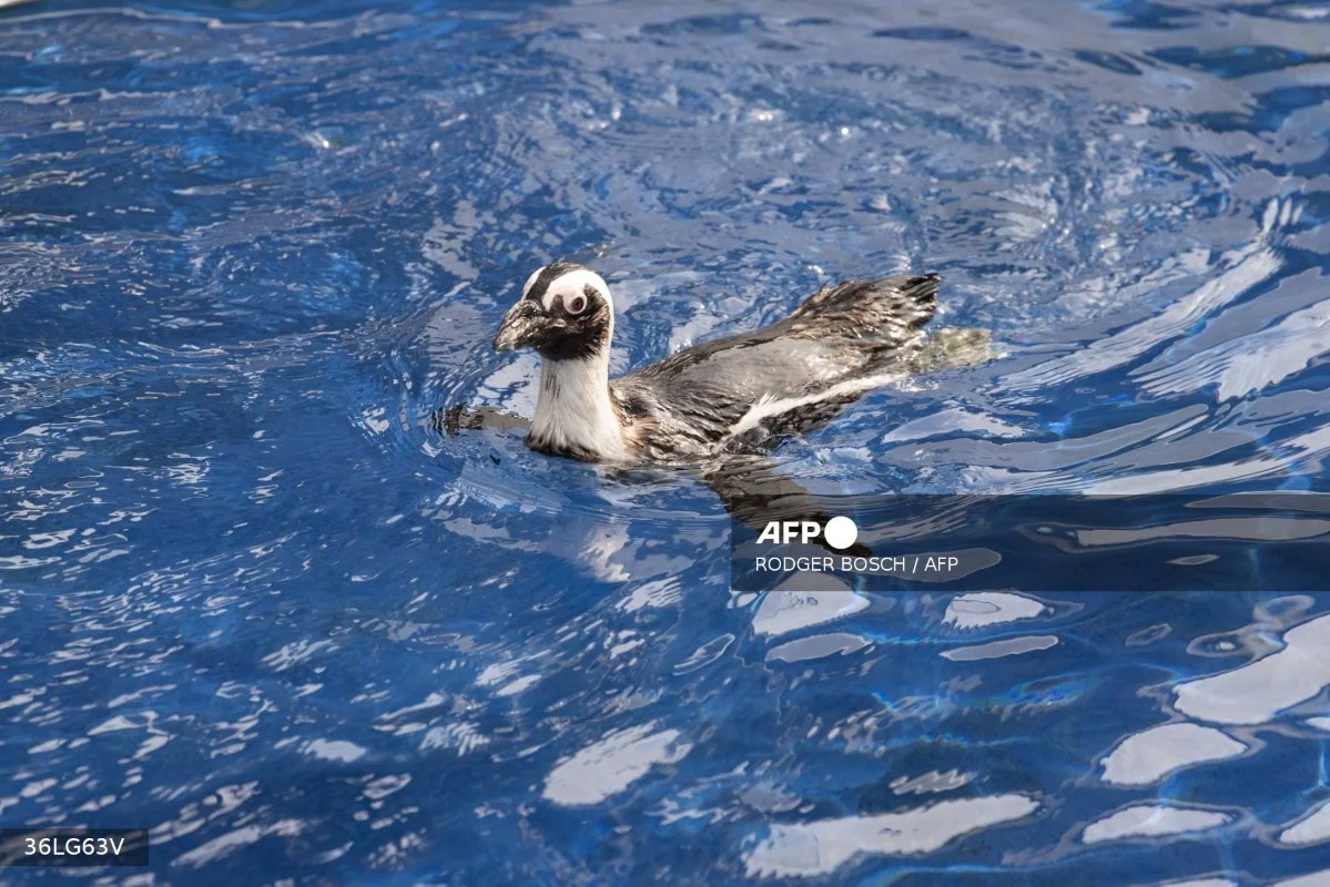 African_penguins_face_mass_starvation__population_crashes_95__in_eight_years African penguins face mass starvation, population crashes 95% in eight years