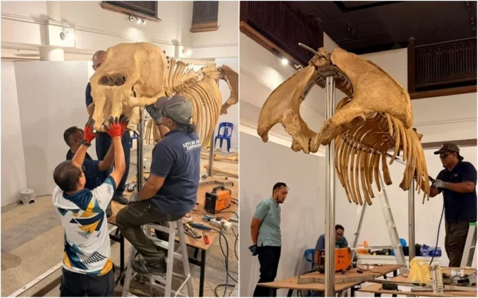 Asian_elephant_skeleton_to_be_new_attraction_at_Terengganu_museum