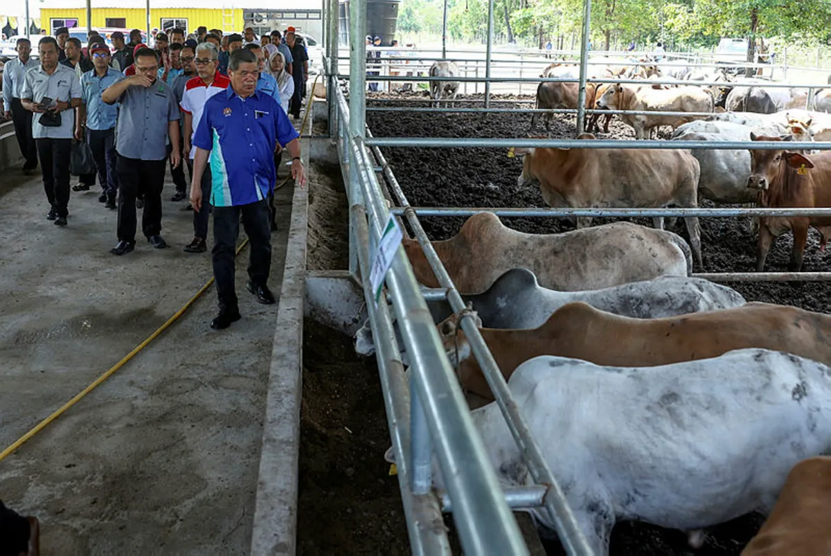 Bekalan daging Ramadan, Aidilfitri 2026 sudah mula disiapkan penternak Bekalan daging Ramadan, Aidilfitri 2026 sudah mula disiapkan penternak