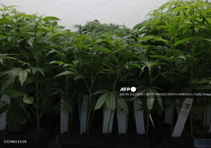 Cannabis_stocks_surge_on_report_Trump_plans_to_ease_marijuana_restrictions Cannabis stocks surge on report Trump plans to ease marijuana restrictions