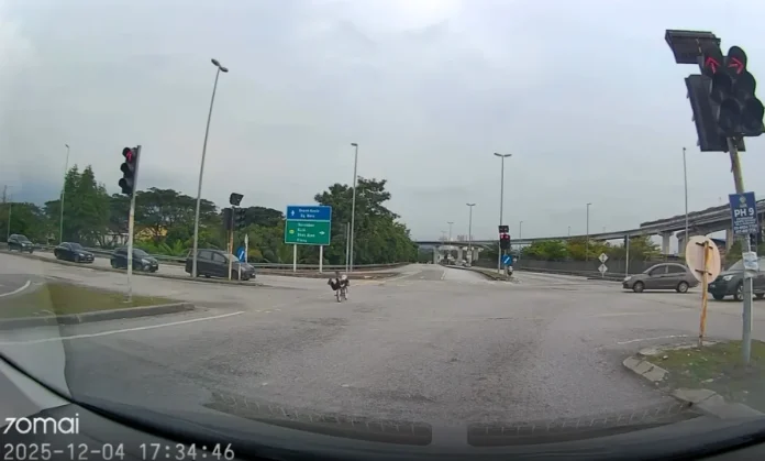 Children_seen_performing_bicycle_stunts_on_busy_roads_in_Putra_Heights__nearly_hit_by_cars Children seen performing bicycle stunts on busy roads in Putra Heights, nearly hit by cars