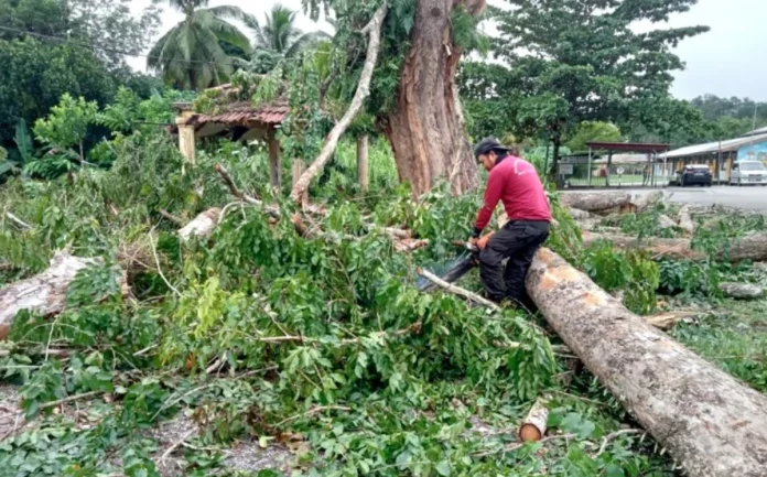 Gua_Musang_council_intensifies_tree_maintenance_for_monsoon_safety