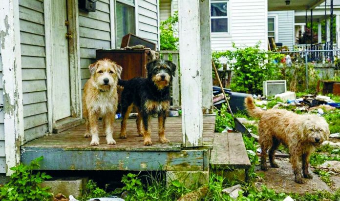 Anjing terbiar Animal groups back microchip system, but call for balance