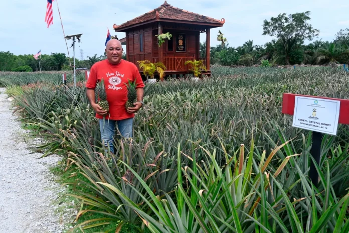 Jermanpine: Kampung Parit Jerman's precious gem and Pontian's new tourism icon