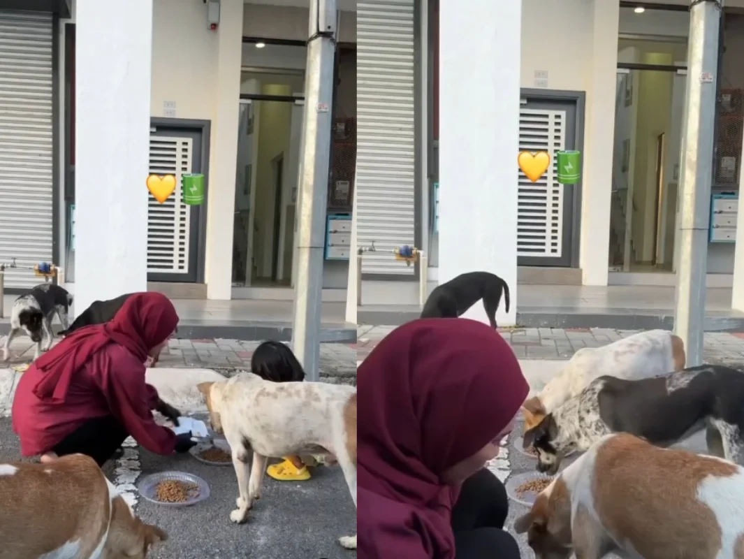 Kind_M_sian_woman_teaches_son_how_to_feed_and_care_for_stray_dogs__receives_praise_from_netizens Kind M'sian woman teaches son how to feed and care for stray dogs, receives praise from netizens