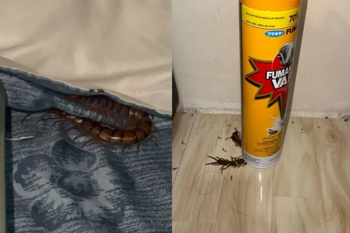 Malaysian_woman_traumatised_after_centipede_bite_at_night
