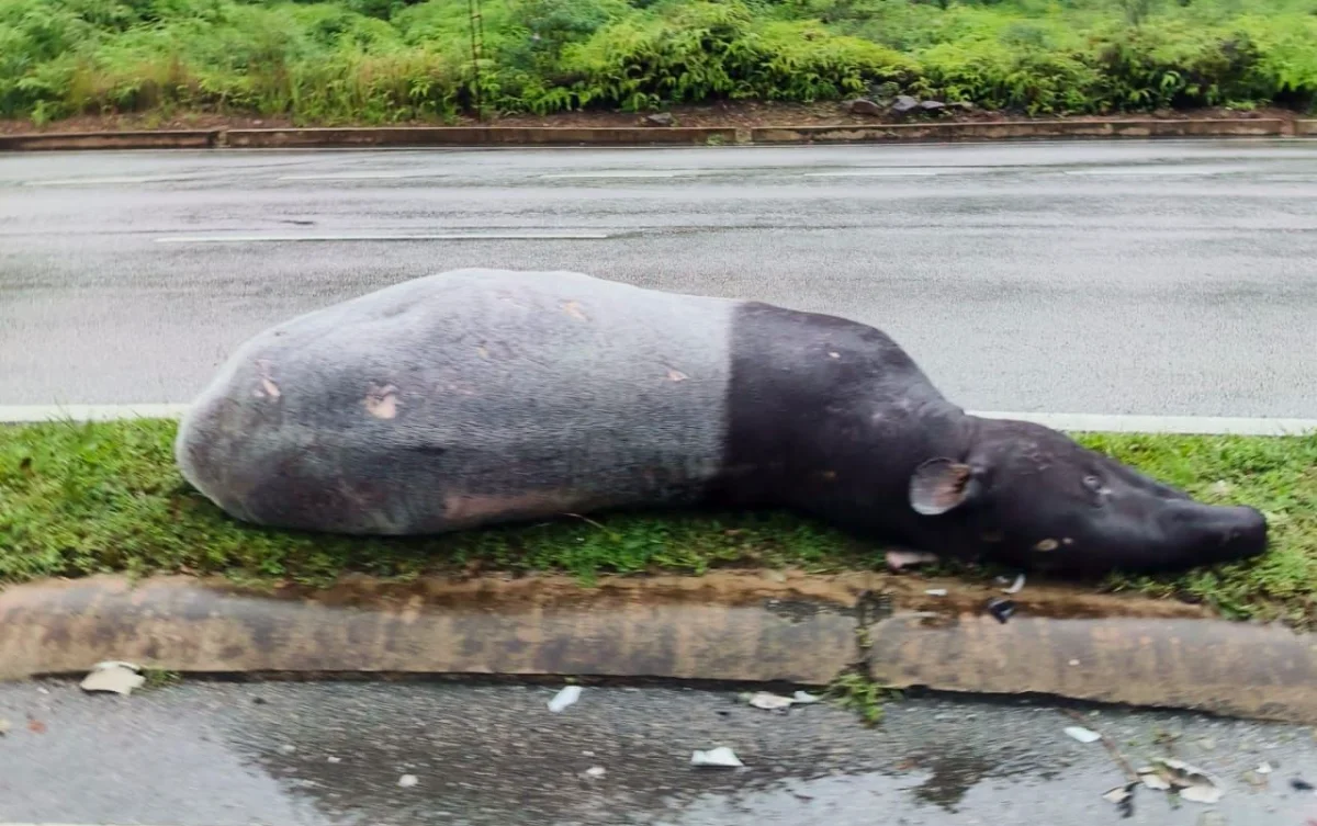 Male_tapir_killed_in_suspected_road_accident_in_Kemaman