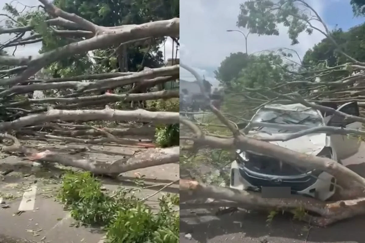 Motorcyclist_killed__driver_injured_after_tree_falls_on_vehicles_in_Melaka
