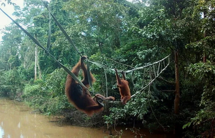 Orangutan bridges reconnect habitats in Sabah conservation area