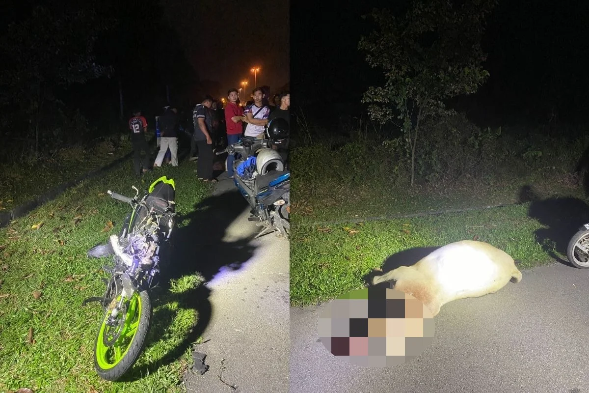 Polis_maut_motosikal_langgar_lembu_di_Jasin