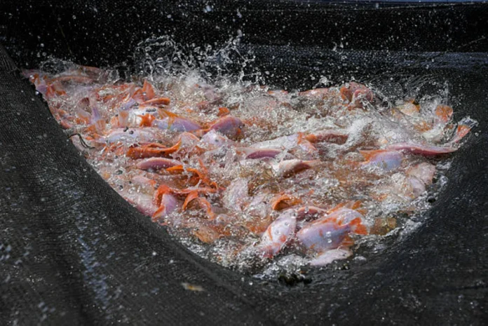 Fisheries department boosts aid and tech for aquaculture farmers