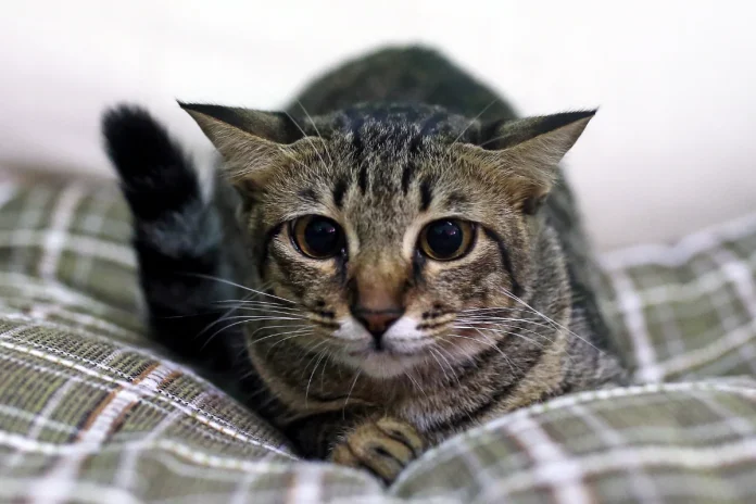 Sunway_Square_Mall_reverses_pet-friendly_policy Sunway Square Mall reverses pet-friendly policy