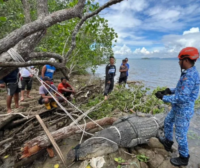 500kg crocodile caught at sea near Sandakan