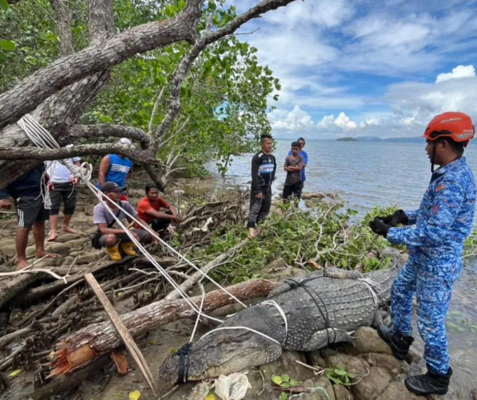 500kg crocodile caught at sea near Sandakan 500kg crocodile caught at sea near Sandakan