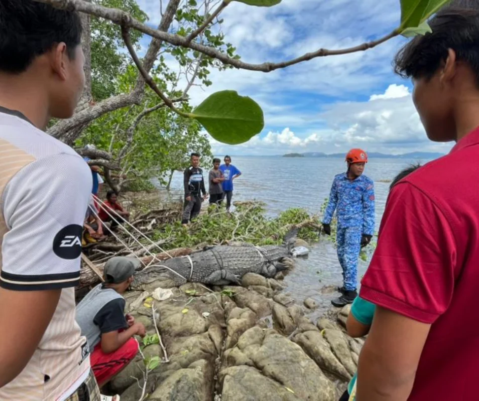 500kg crocodile caught at sea near sandakan