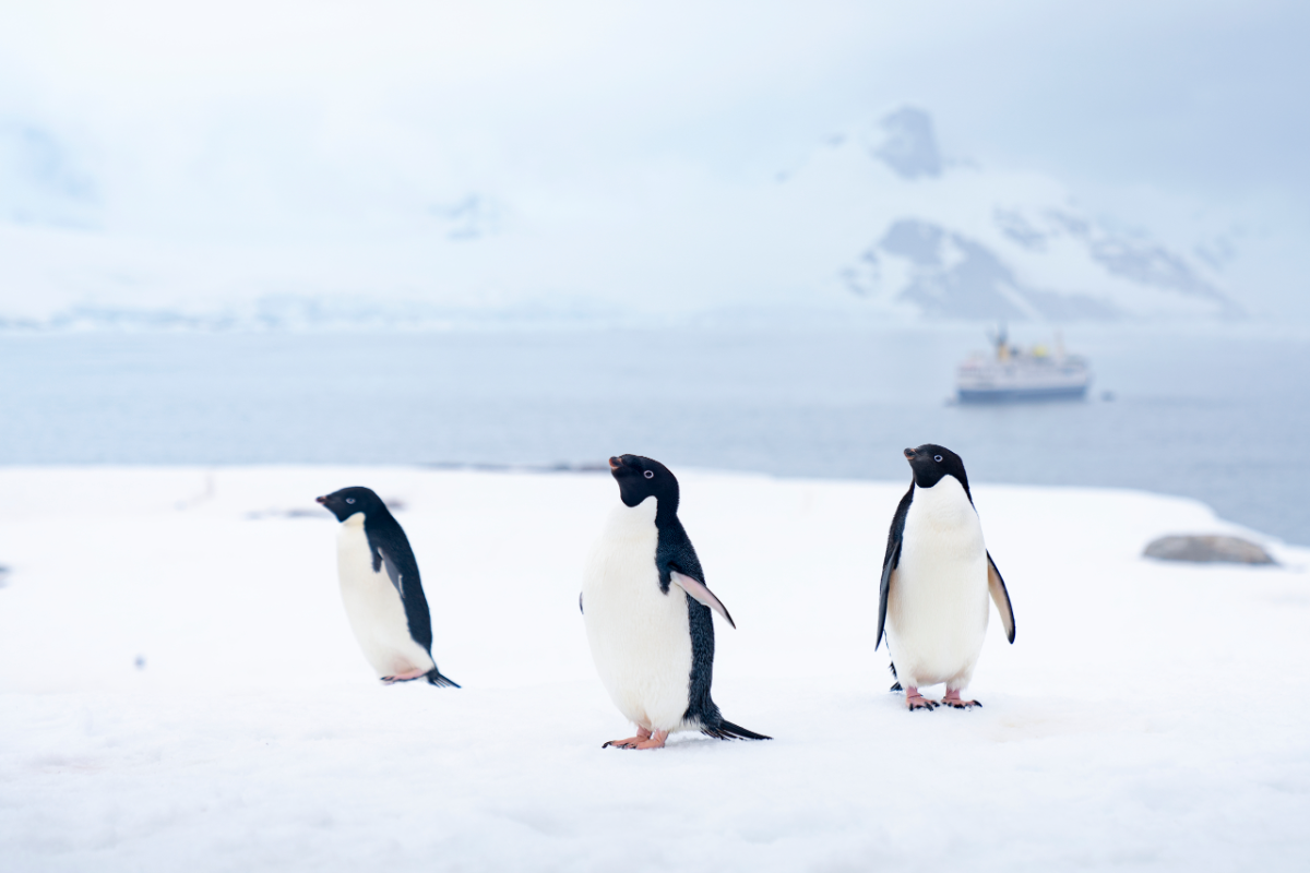 Shortcut to antarctica Shortcut to antarctica