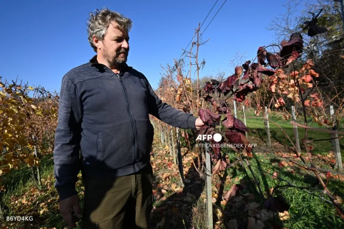 afp-20251214-86yd4kg-v1-mockup-hungaryagriculturewine Hungarian winemaker Viktor Keszler