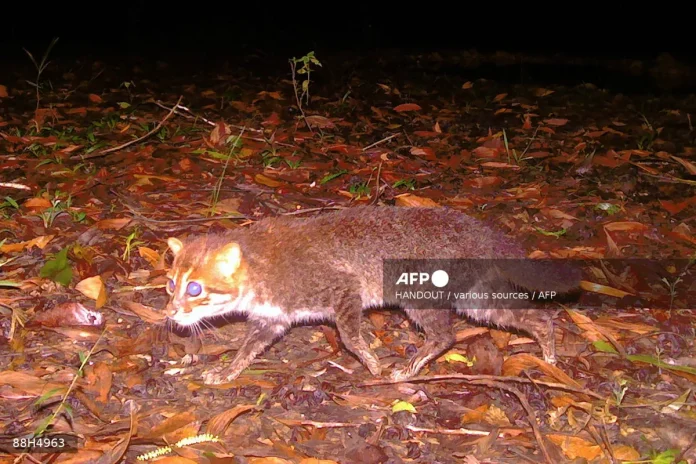 Elusive wild cat feared extinct rediscovered in Thailand