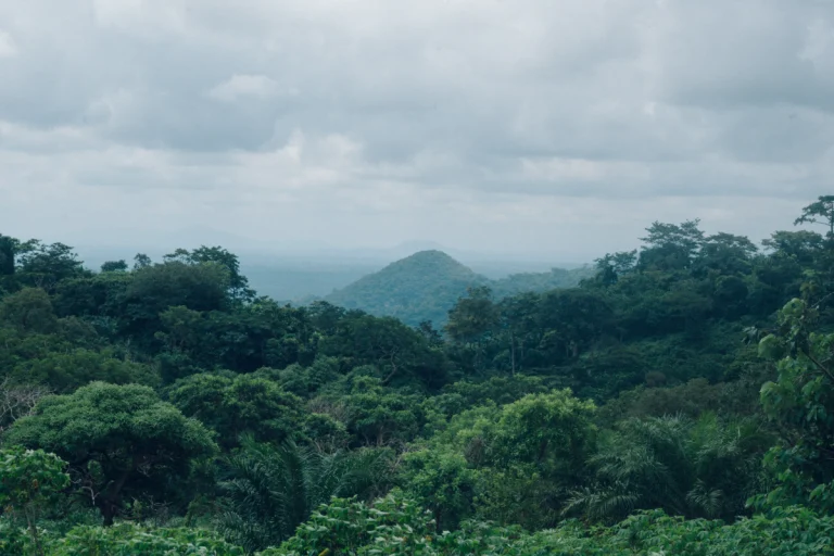 A lush Malaysian forest landscape similar to the environments youth leaders are fighting to protect as they push for stronger climate awareness and community action.