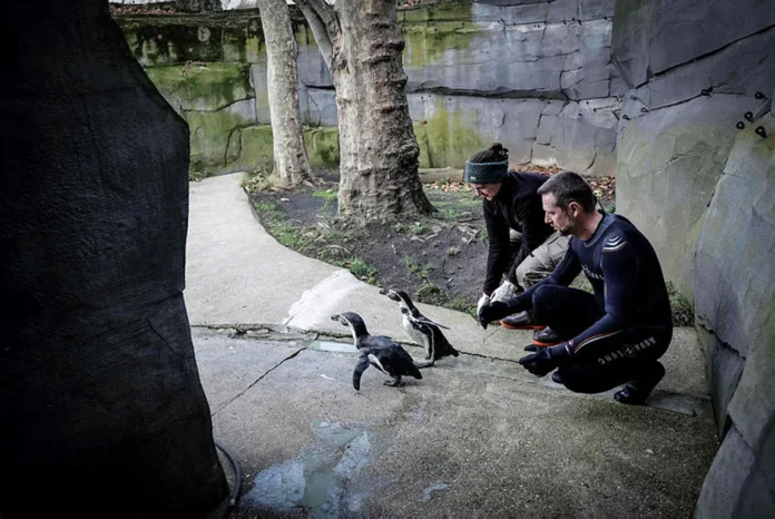 Penguins queue in Paris zoo for their bird flu jabs