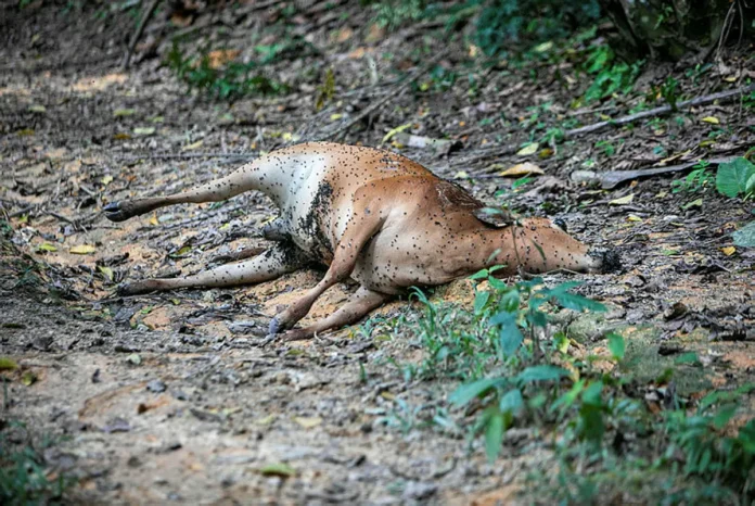 harimau-bangkong Penduduk Bukit Bangkong bimbang selepas serangan disyaki harimau