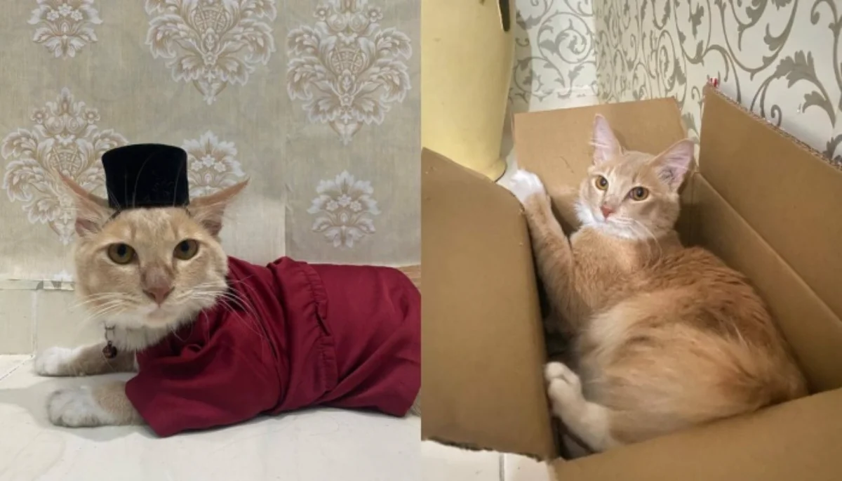 oyen-hilang Oyen