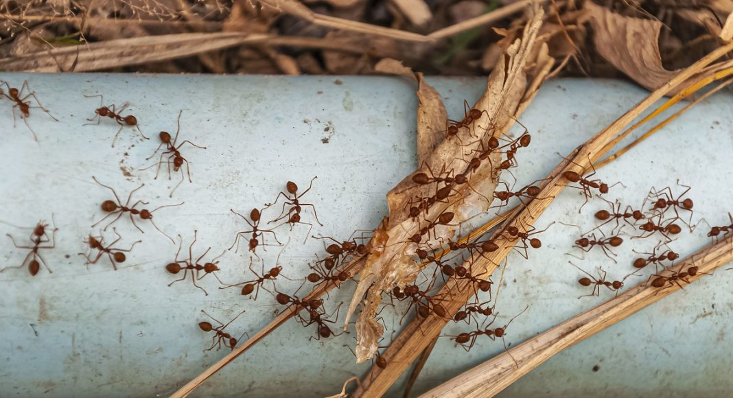Pest control tips for rainy season homes