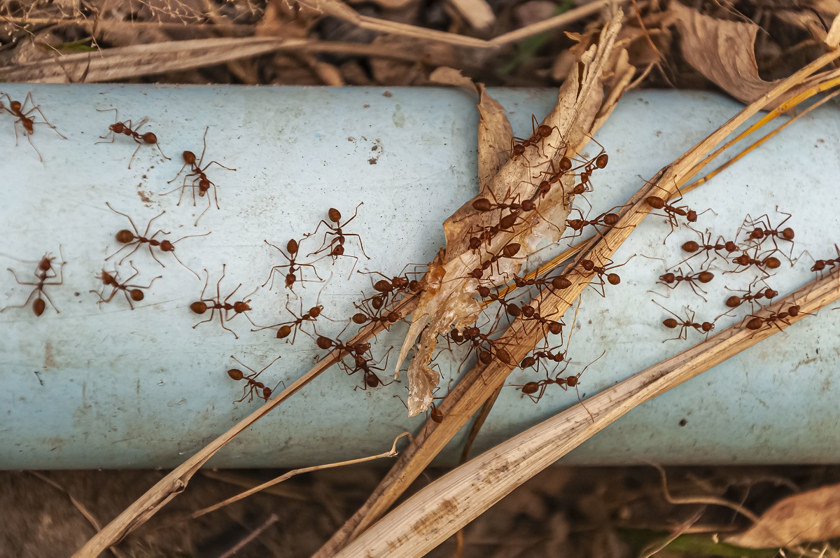 Pest control tips for rainy season homes