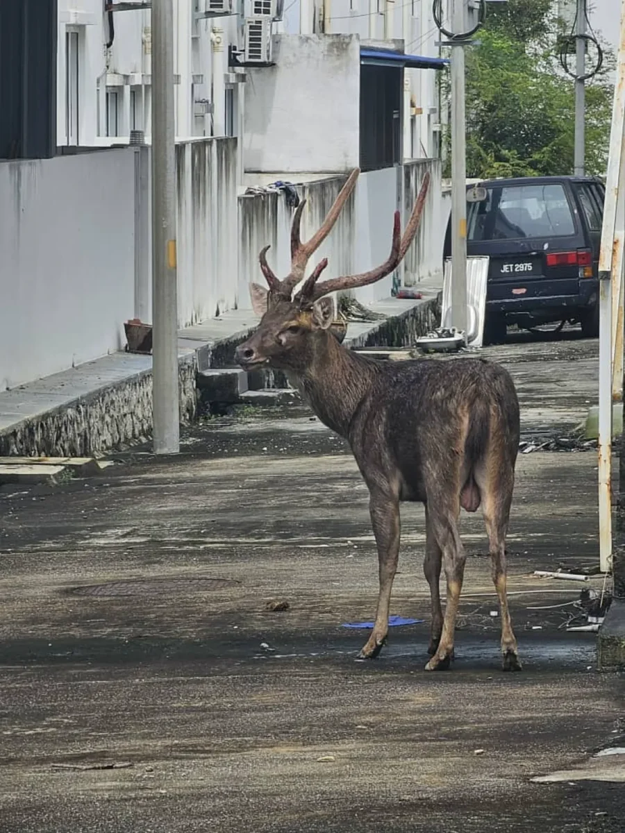 Captive deer dies during rescue at seremban housing estate Captive deer dies during rescue at seremban housing estate