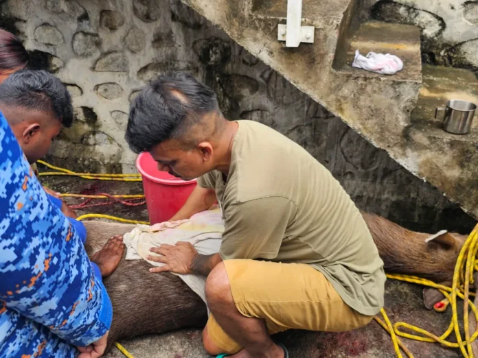 whatsapp-image-2025-12-04-at-14-53-39 Sambar deer