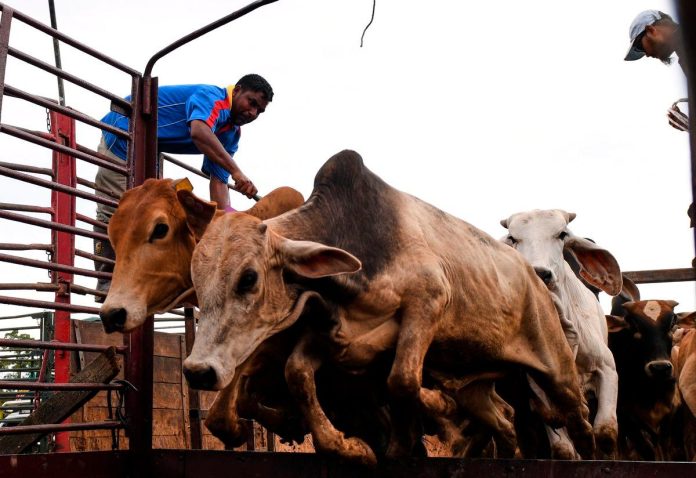 100 sacrificial cows sold at affordable price in Permatang Pauh