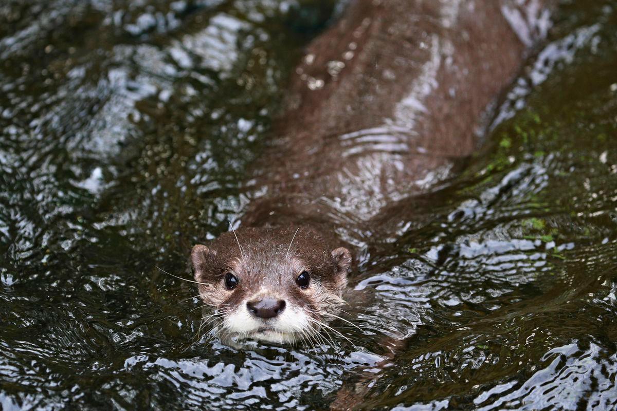150 species saved in England but wildlife decline continues 150 species saved in England but wildlife decline continues
