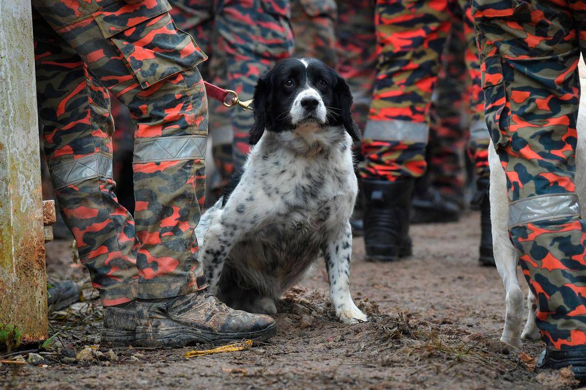 16 UK-bred dogs to join JBPM K9 unit by November