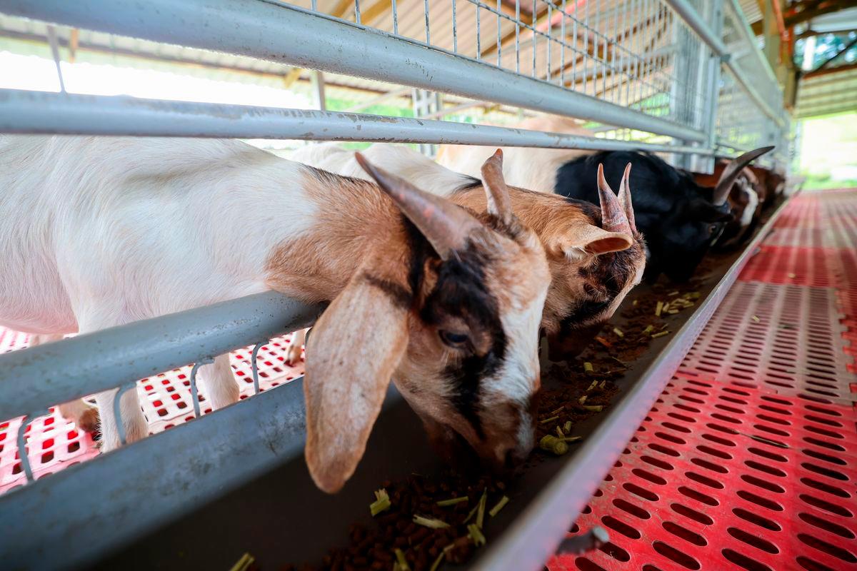 19 goats killed in fire at livestock shed 19 goats killed in fire at livestock shed