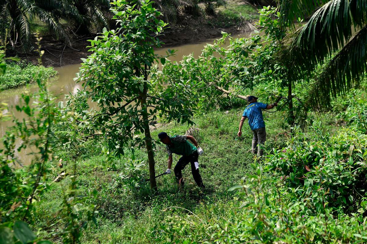 2,000 pokok ketum ditanam atas tanah rizab kerajaan dimusnah 2,000 pokok ketum ditanam atas tanah rizab kerajaan dimusnah