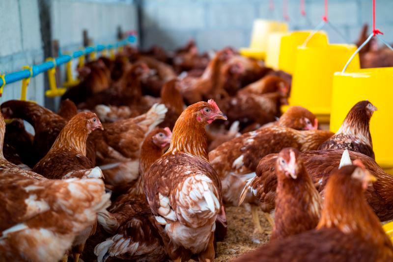 48,000 chickens perish in Jitra poultry farm blaze