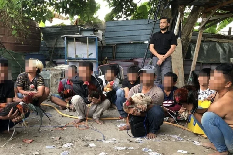 72 individu ditahan dalam serbuan judi sabung ayam di Klang