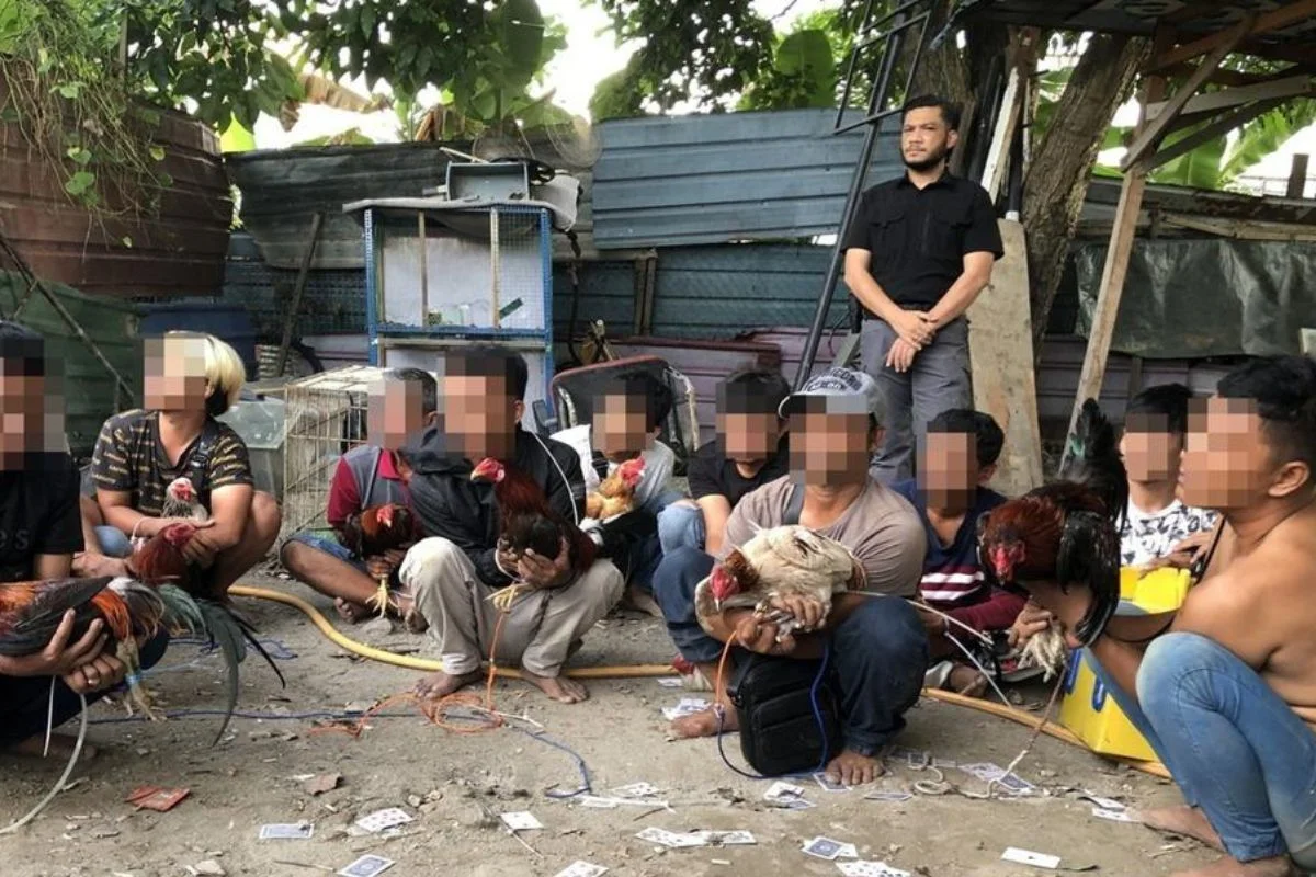 72_individu_ditahan_dalam_serbuan_judi_sabung_ayam_di_Klang