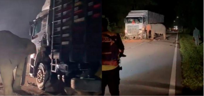 A nation’s wake-up call, urgent action needed to prevent wildlife casualties - WWF-Malaysia