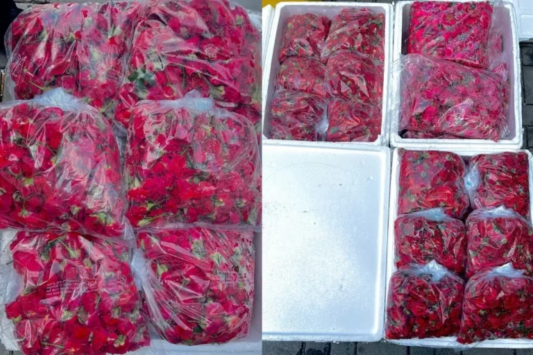 AKPS rampas 46kg bunga ros dari India tanpa permit MAQIS