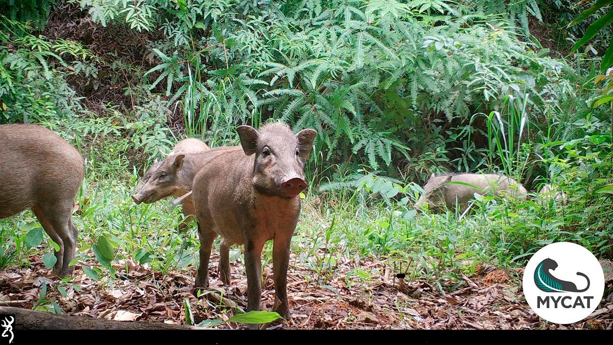 African Swine Fever detected in dead wild boars found in Selangor African Swine Fever detected in dead wild boars found in Selangor