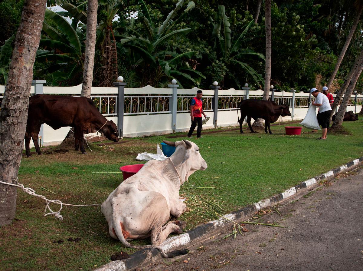 Aidiladha: Penang JPV issues 1,056 outside slaughter permits this year