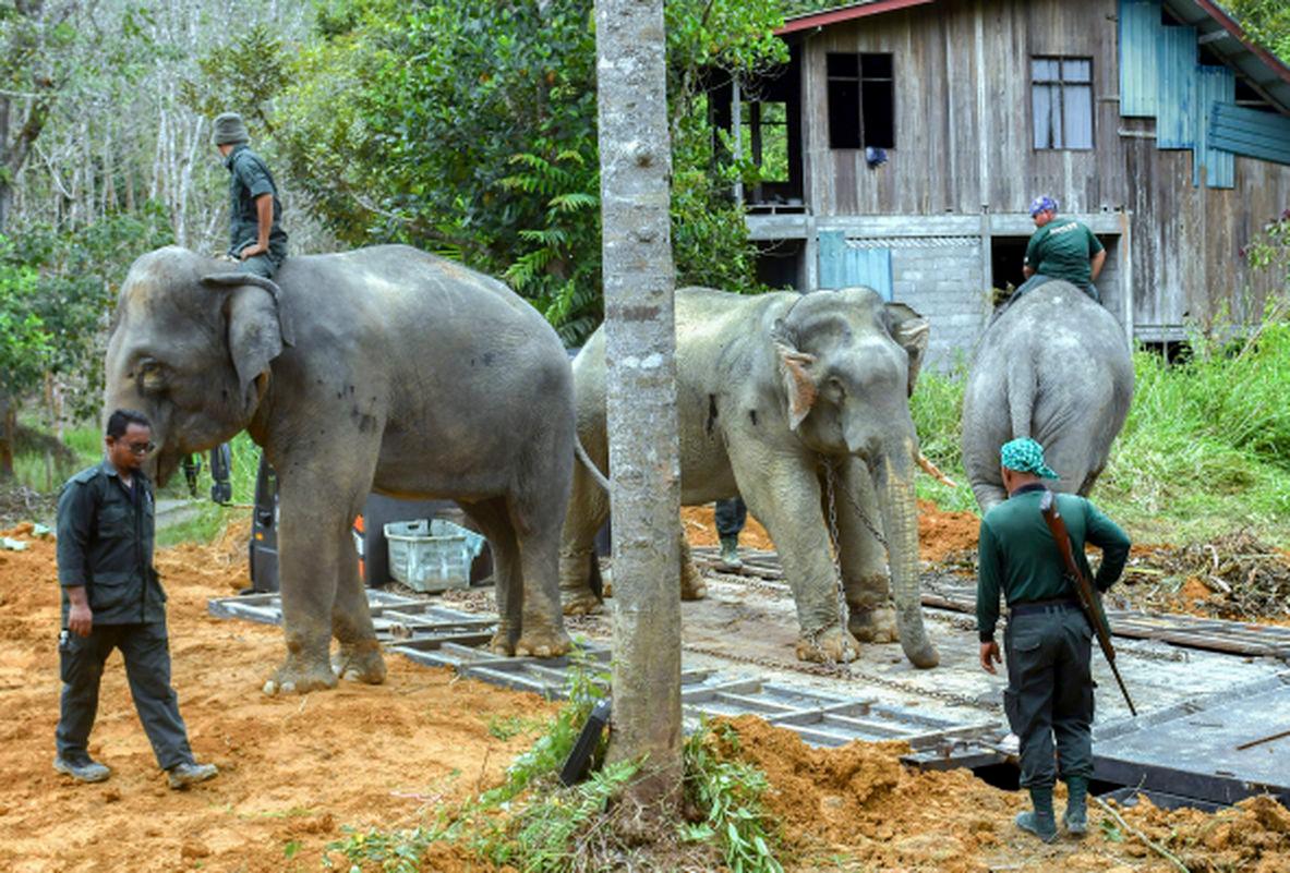 All captured wildlife to be microchipped before relocation - Perhilitan