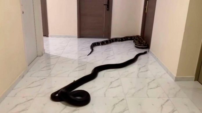 Annoyed Bangkok resident releases snakes in condo hallway to warn noisy dog owner