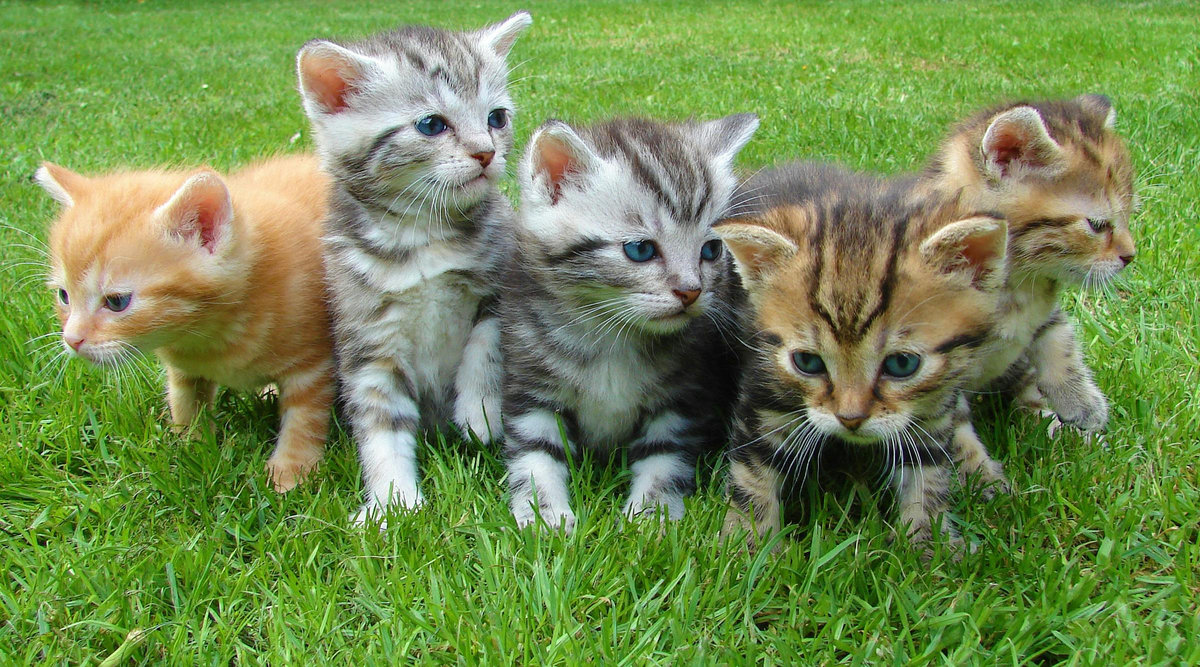 Around 100 dead cats found at Japan woman’s home