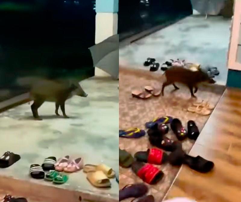 Babi hutan terjah rumah terbuka di Pahang - netizen berpesta lawak